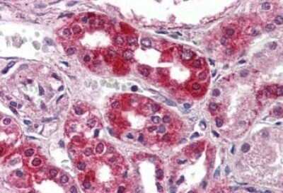 Immunohistochemistry-Paraffin: GPR154 Antibody - BSA Free [NBP1-44315]