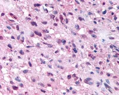 Immunohistochemistry-Paraffin: GPR154 Antibody - BSA Free [NBP1-44315]