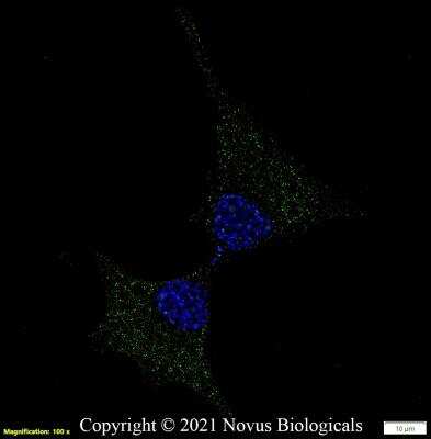 Immunocytochemistry/ Immunofluorescence: GPR155 Antibody - BSA Free [NBP1-50625]