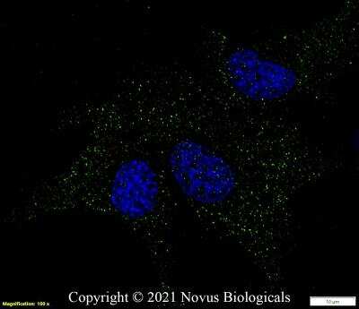 Immunocytochemistry/ Immunofluorescence: GPR155 Antibody - BSA Free [NBP1-50626]