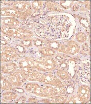Immunohistochemistry-Paraffin: GPR155 Antibody - BSA Free [NBP1-50625]