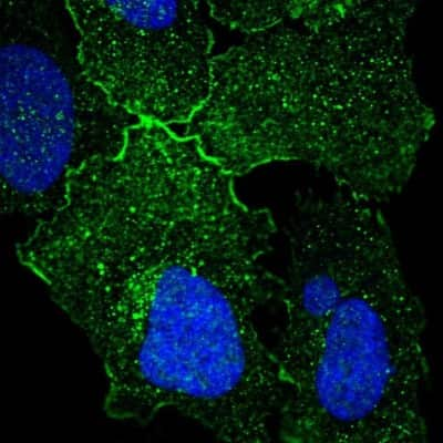 Immunocytochemistry/ Immunofluorescence: GPR156 Antibody [NBP1-83402]