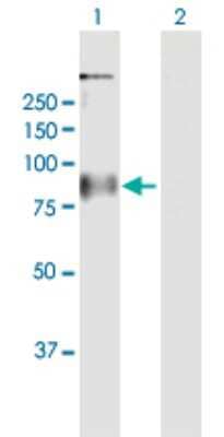 Western Blot: GPR156 Antibody [H00165829-B01P]