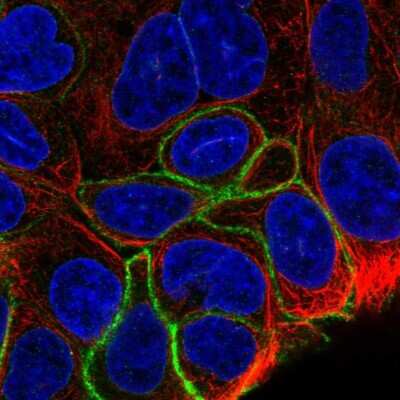 Immunocytochemistry/ Immunofluorescence: GPR160 Antibody [NBP1-83345]