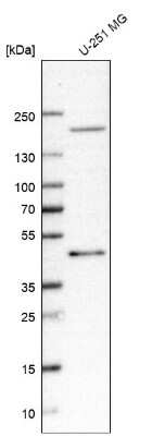 Western Blot: GPR17 Antibody (CL10474) [NBP3-07993]