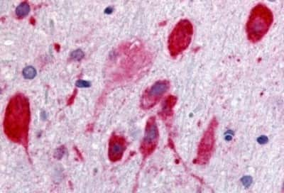 Immunohistochemistry-Paraffin: GPR171 Antibody [NBP3-14351]