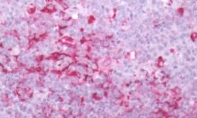 Immunohistochemistry-Paraffin: GPR171 Antibody - BSA Free [NB100-58974]