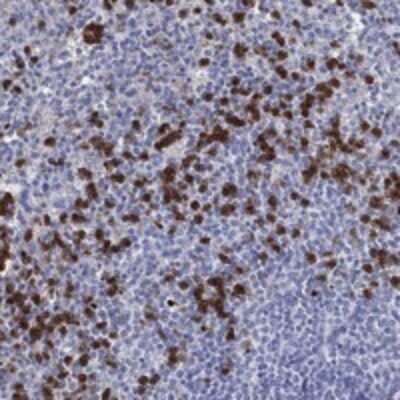 Immunohistochemistry-Paraffin: GPR171 Antibody [NBP3-17257]