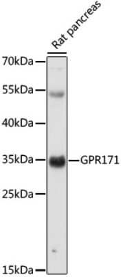 Western Blot: GPR171 AntibodyAzide and BSA Free [NBP3-03890]