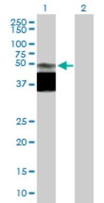 Western Blot: GPR172B Antibody [H00055065-B01P]