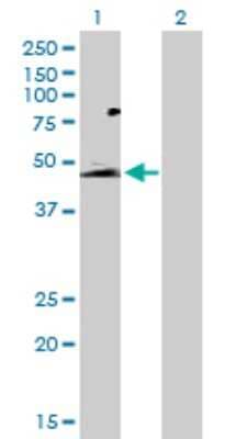 Western Blot: GPR172B Antibody [H00055065-D01P]