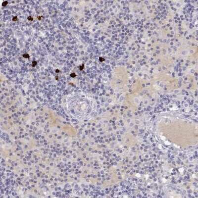 Immunohistochemistry-Paraffin: GPR174 Antibody [NBP1-84667]