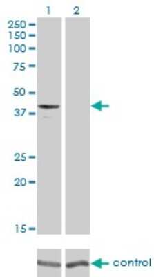 Western Blot: GPR175 Antibody (6D7) [H00131601-M01]