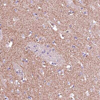 Immunohistochemistry-Paraffin: GPR176 Antibody [NBP1-81819]