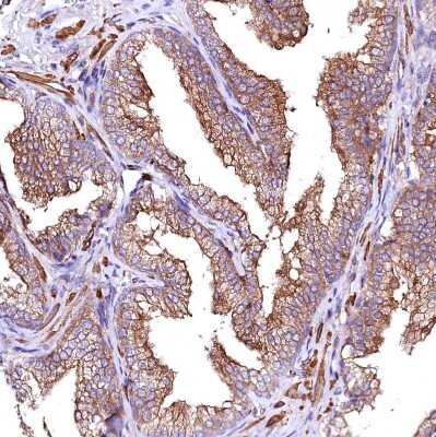 Immunohistochemistry-Paraffin: GPR176 Antibody [NBP1-81819]