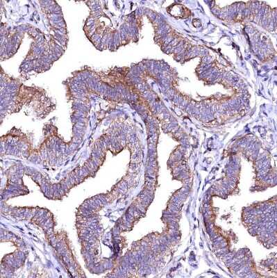 Immunohistochemistry-Paraffin: GPR176 Antibody [NBP1-81819]