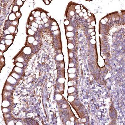 Immunohistochemistry-Paraffin: GPR176 Antibody [NBP1-81819]