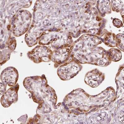 Immunohistochemistry-Paraffin: GPR177/WLS Antibody [NBP2-57299]