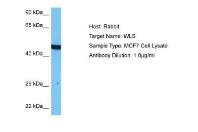 Western Blot: GPR177/WLS Antibody [NBP2-85010]