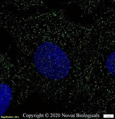 Immunocytochemistry/ Immunofluorescence: GPR18 Antibody - BSA Free [NBP2-24918]