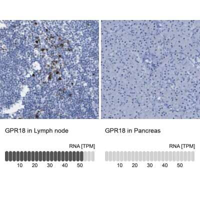 Immunohistochemistry-Paraffin: GPR18 Antibody [NBP1-87573]