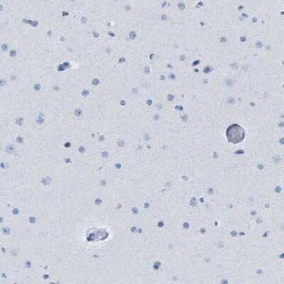 Immunohistochemistry-Paraffin: GPR18 Antibody [NBP1-87573]