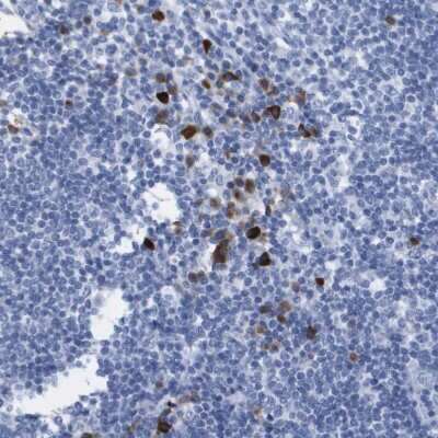 Immunohistochemistry-Paraffin: GPR18 Antibody [NBP1-87573]