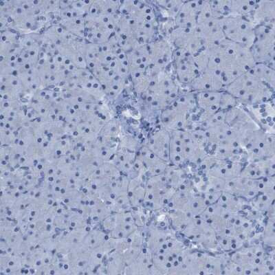 Immunohistochemistry-Paraffin: GPR18 Antibody [NBP1-87573]