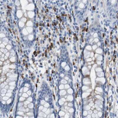Immunohistochemistry-Paraffin: GPR18 Antibody [NBP1-87573]