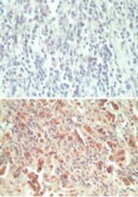Immunohistochemistry-Paraffin: GPR18 Antibody - BSA Free [NBP2-24918]