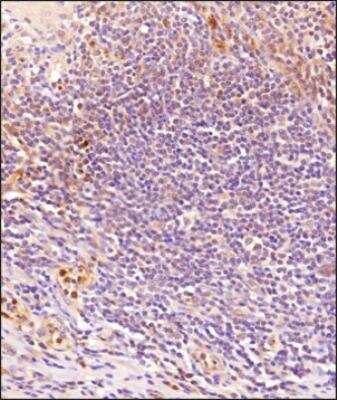 Immunohistochemistry-Paraffin: GPR18 Antibody - BSA Free [NBP2-24918]