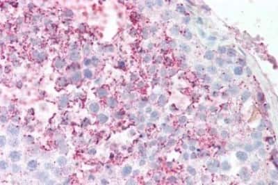 Immunohistochemistry-Paraffin: GPR18 Antibody [NBP3-14352]