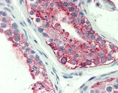 Immunohistochemistry-Paraffin: GPR18 Antibody - BSA Free [NLS3953]