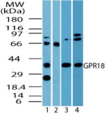 Western Blot: GPR18 AntibodyBSA Free [NBP2-24918]