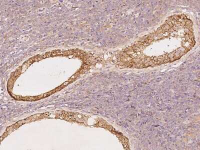 Immunohistochemistry-Paraffin: GPR180 Antibody [NBP2-97730]