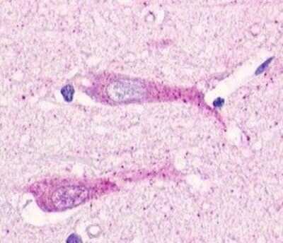 Immunohistochemistry: GPR19 Antibody - BSA Free [NLS98]