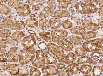 Immunohistochemistry-Paraffin: GPR19 Antibody [NBP3-06027]