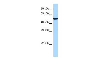 Western Blot: GPR19 Antibody [NBP2-87523]