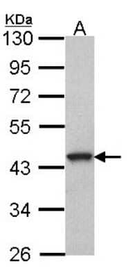 Western Blot: GPR20 Antibody [NBP2-16719]