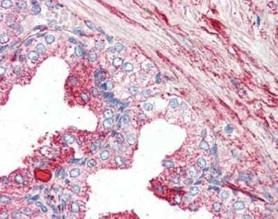Immunohistochemistry-Paraffin: GPR27 Antibody - BSA Free [NBP2-29388]