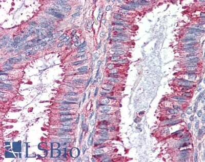 Immunohistochemistry-Paraffin: GPR27 Antibody - BSA Free [NBP2-29388]