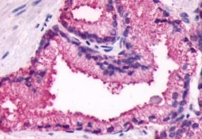 Immunohistochemistry-Paraffin: GPR27 Antibody [NBP3-14356]