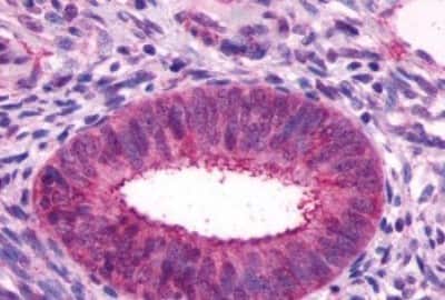 Immunohistochemistry-Paraffin: GPR27 Antibody [NBP3-14356]