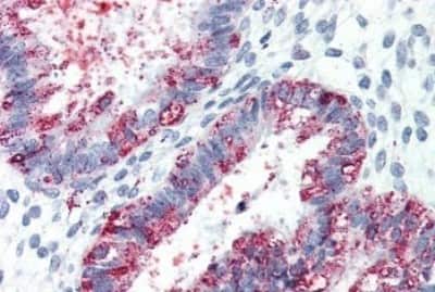 Immunohistochemistry-Paraffin: GPR27 Antibody [NBP3-14357]