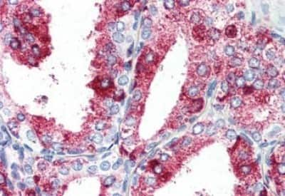 Immunohistochemistry-Paraffin: GPR27 Antibody [NBP3-14357]