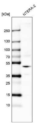 Western Blot: GPR27 Antibody [NBP1-87003]