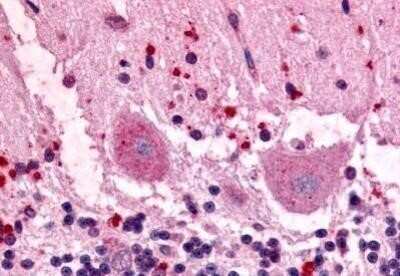 Immunohistochemistry-Paraffin: GPR3 Antibody - BSA Free [NBP1-02376]