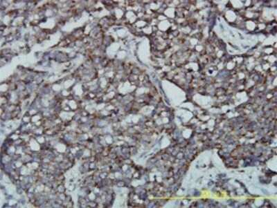 Immunohistochemistry-Paraffin: GPR3 Antibody (3B4-G3) [H00002827-M01]