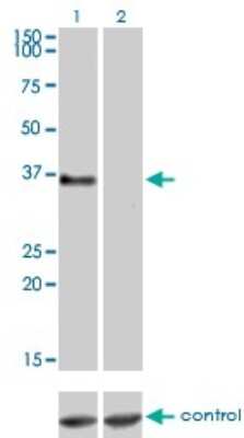 Western Blot: GPR3 Antibody (3B4-G3) [H00002827-M01]