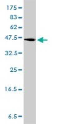 Western Blot: GPR3 Antibody (3B4-G3) [H00002827-M01]